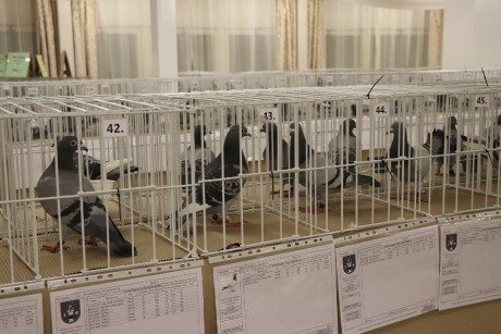 Messenger_creation_4EFE958B-66D6-4521-B45A-1138C8CD7556