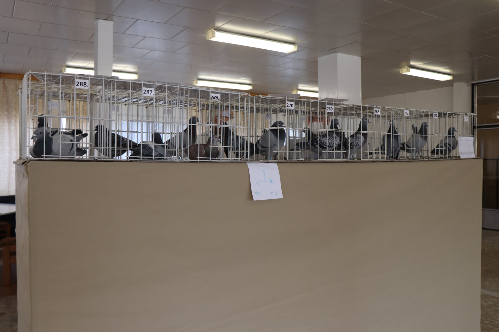 Messenger_creation_A0EE1D36-DBB7-47BA-A7AE-94C4EE8888DF