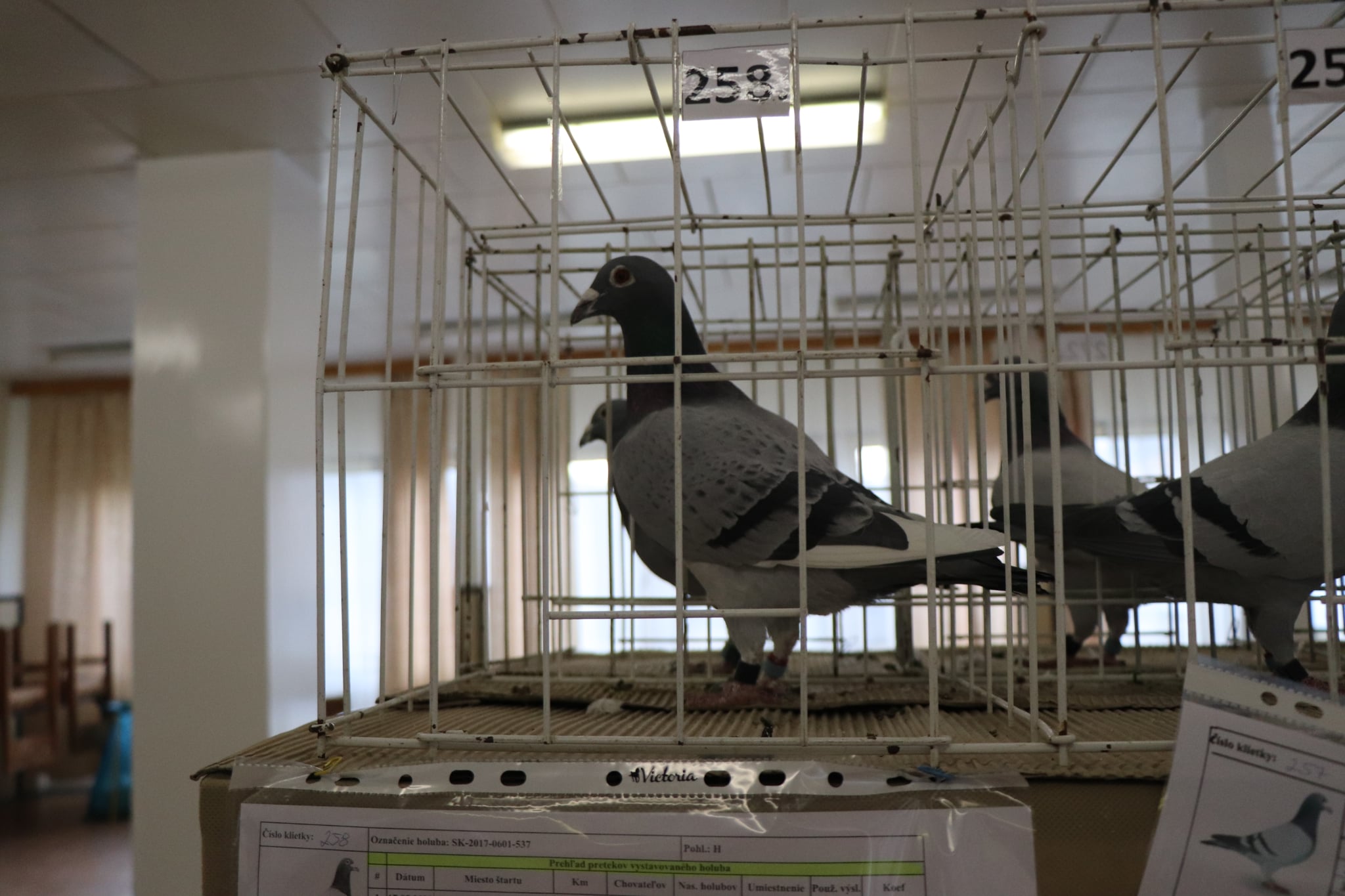 Messenger_creation_DE5E19FF-13FB-4F36-AA63-307E7DBCBD5F